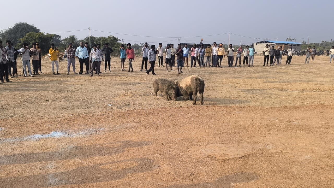 సంక్రాంతి పండుగ సందర్భంగా పందుల పోటీలు