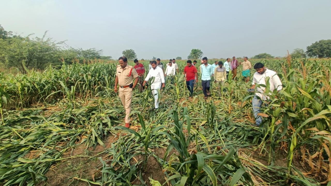 మొక్కజొన్న పంటని ధ్వంసం చేసిన దుండగులు