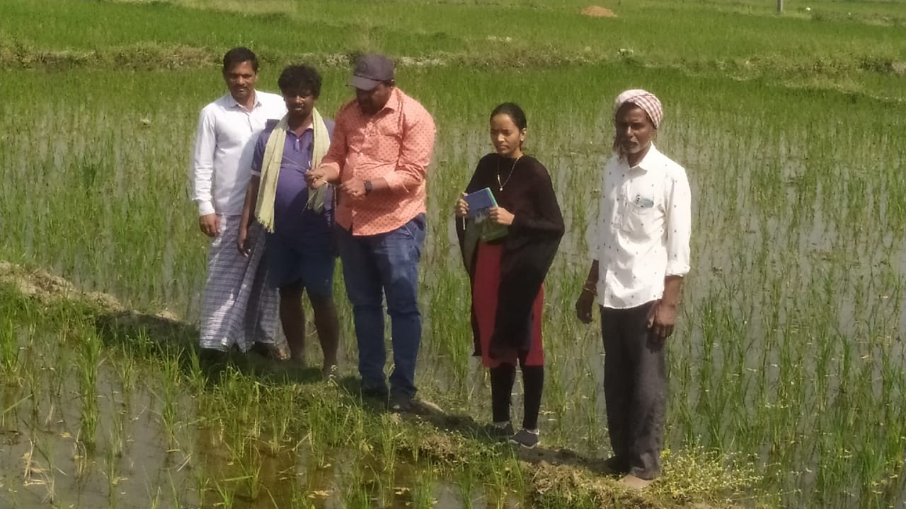 వరి పంటను పరిశీలించిన వ్యవసాయ అధికారులు