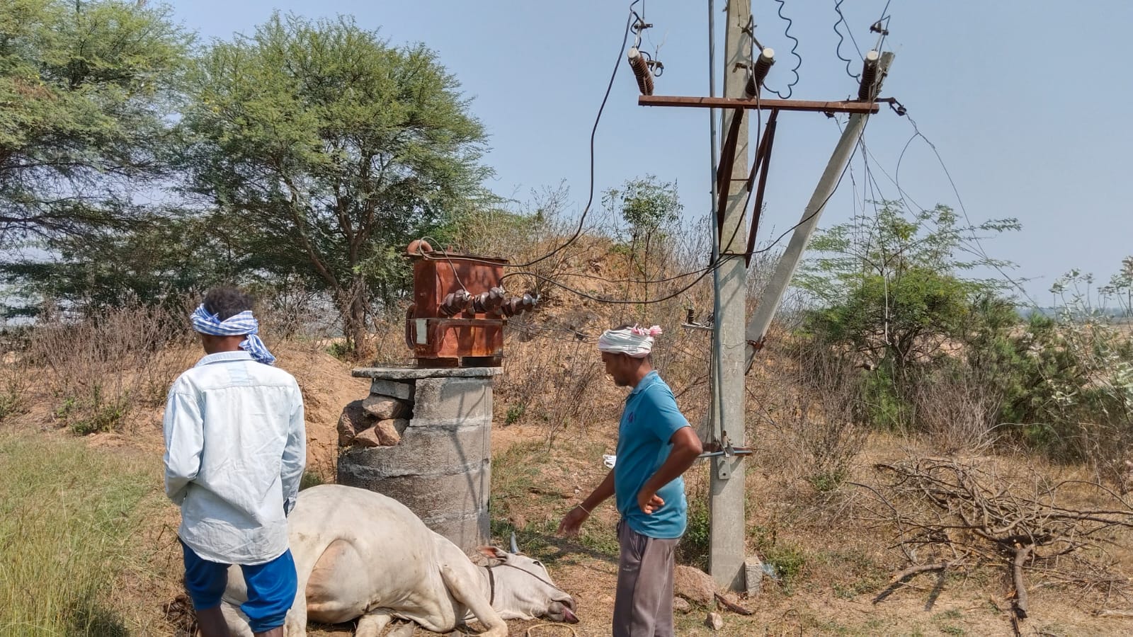 కొండపాక లో విద్యుత్ ఘాతం తో ఎద్దు మృతి..