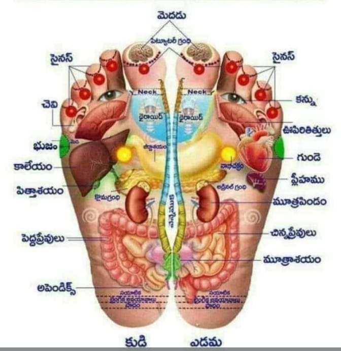 పాదములో శరీర అవయవాలు ప్రతిబింబించే కేంద్రాలు