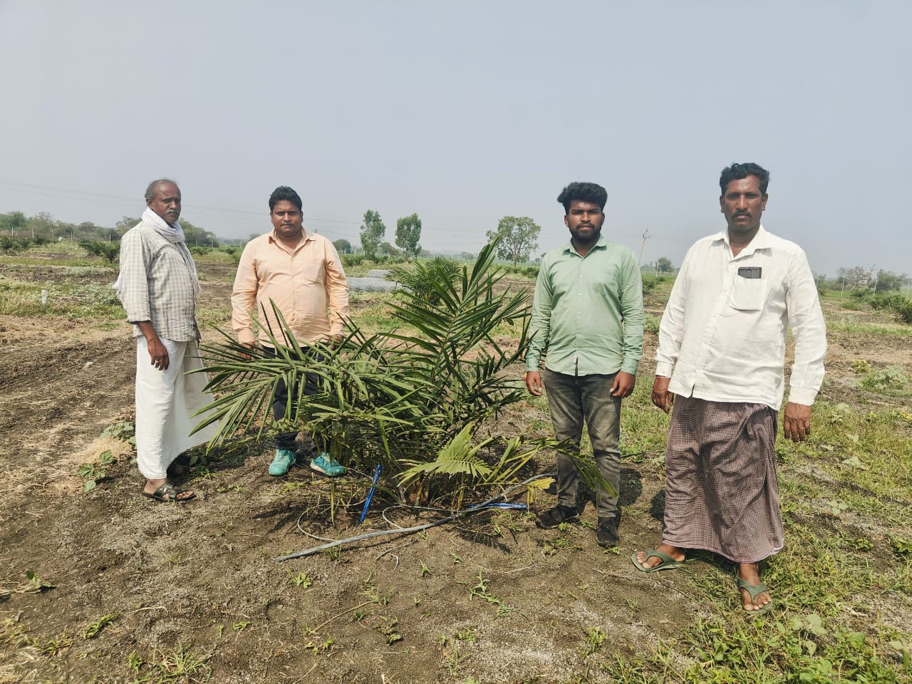 మెదక్ జిల్లాలో ఆయిల్ ఫామ్ సాగు జోరు