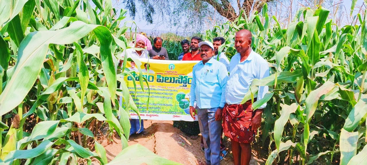 పొలం పిలుస్తోంది కార్యక్రమంలో మొక్కజొన్న పంటను పరిశీలించిన ఏవో