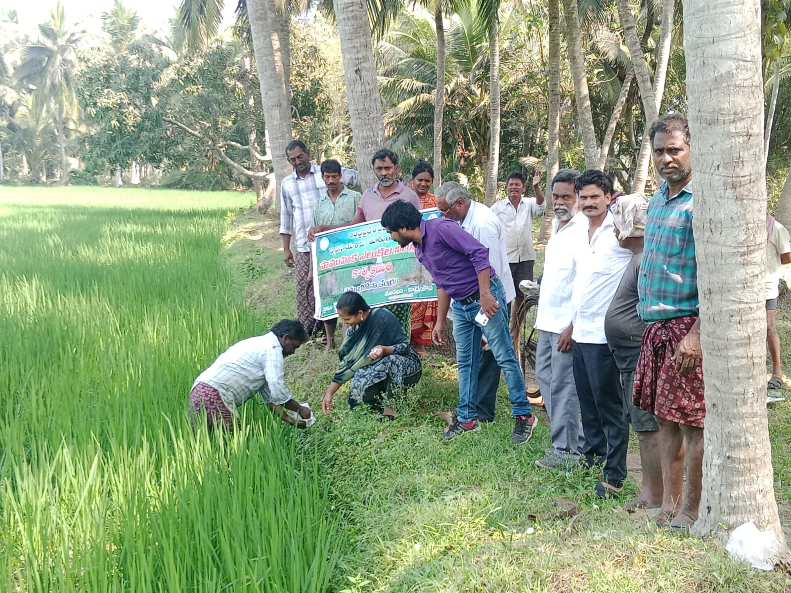 సామూహిక ఎలుకలు నిర్మూలన కార్యక్రమం చేపట్టినవ్యవసాయ అధికారులు