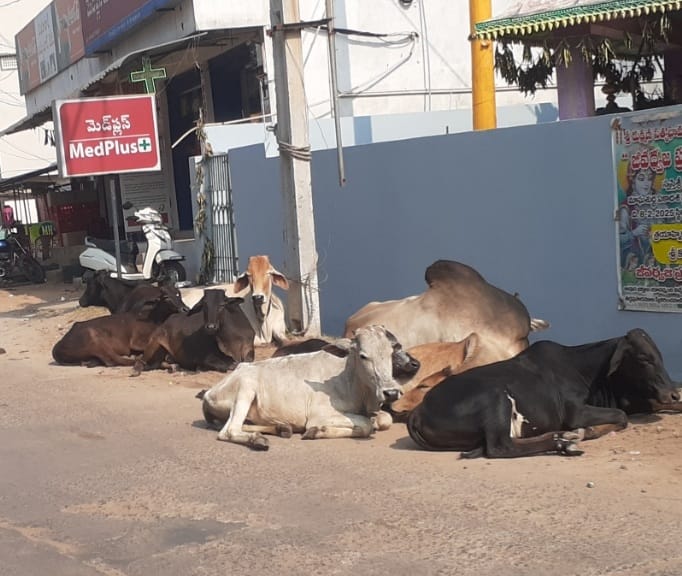 రోడ్లపైనే ఆవులు, ఆబోతులు