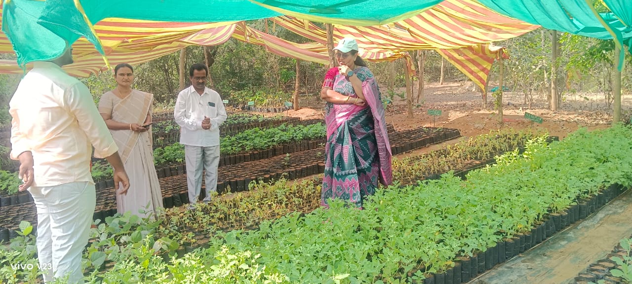 నర్సరీలపై ప్రత్యేక శ్రద్ధ వహించాలి