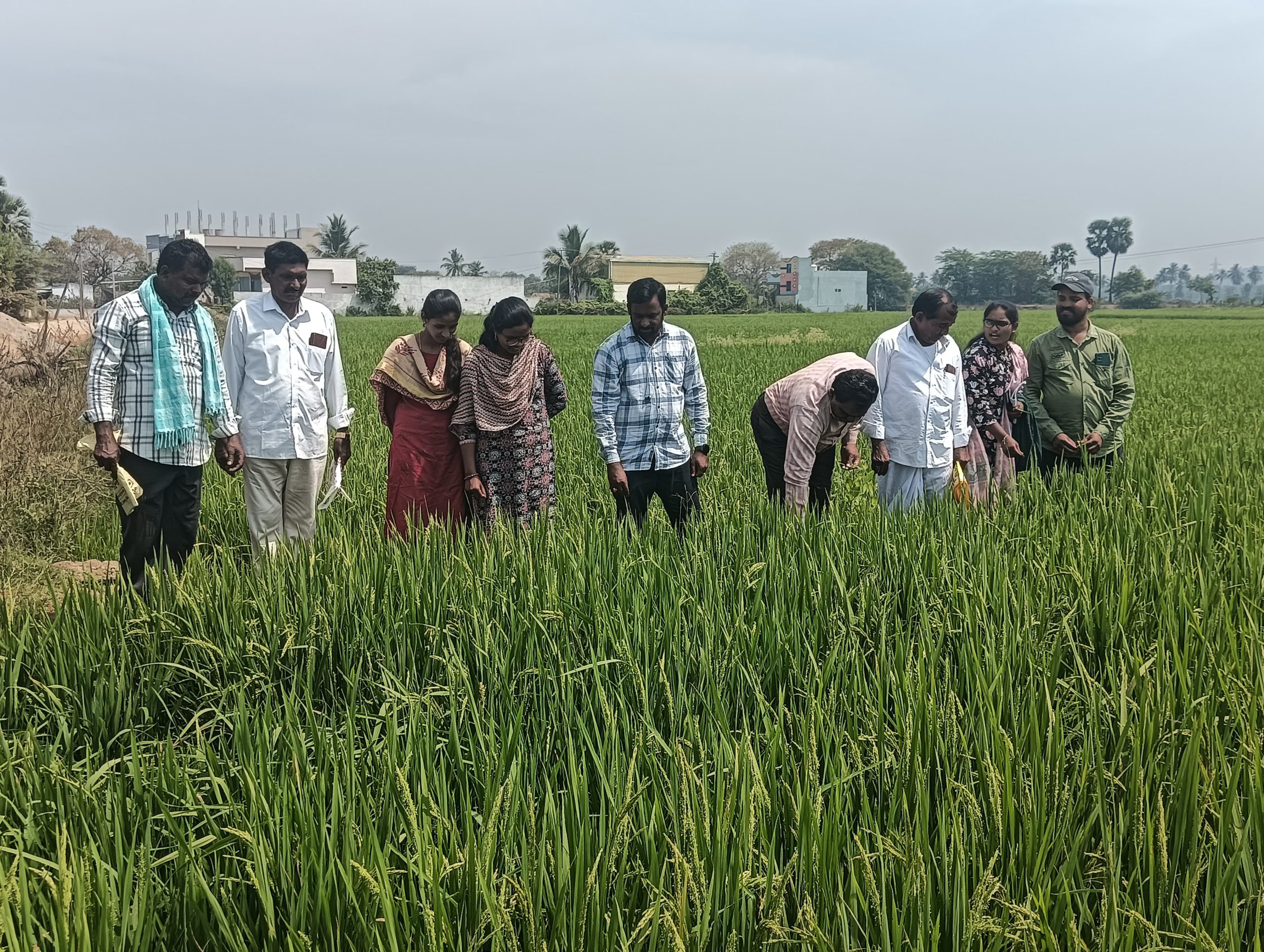 వరిలో అగ్గి తెగులు నివారణ చర్యలు పాటించాలి