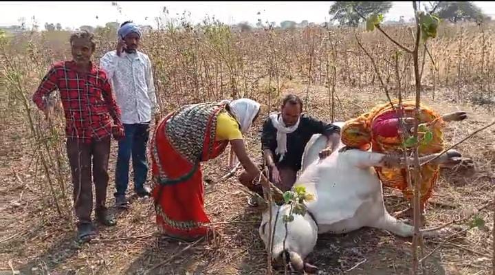 వేటగాళ్ల ఉచ్చులో, వైరు కు పెట్టిన మందు పాతర తిని ఎద్దు మృతి….