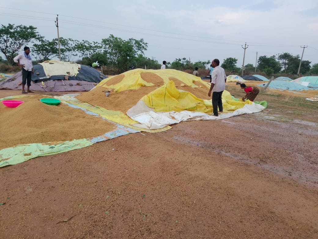 అకాల వర్షానికి తడిసిన ధాన్యం. రైతన్న కళ్ళల్లో మిగిలిన కన్నీరు