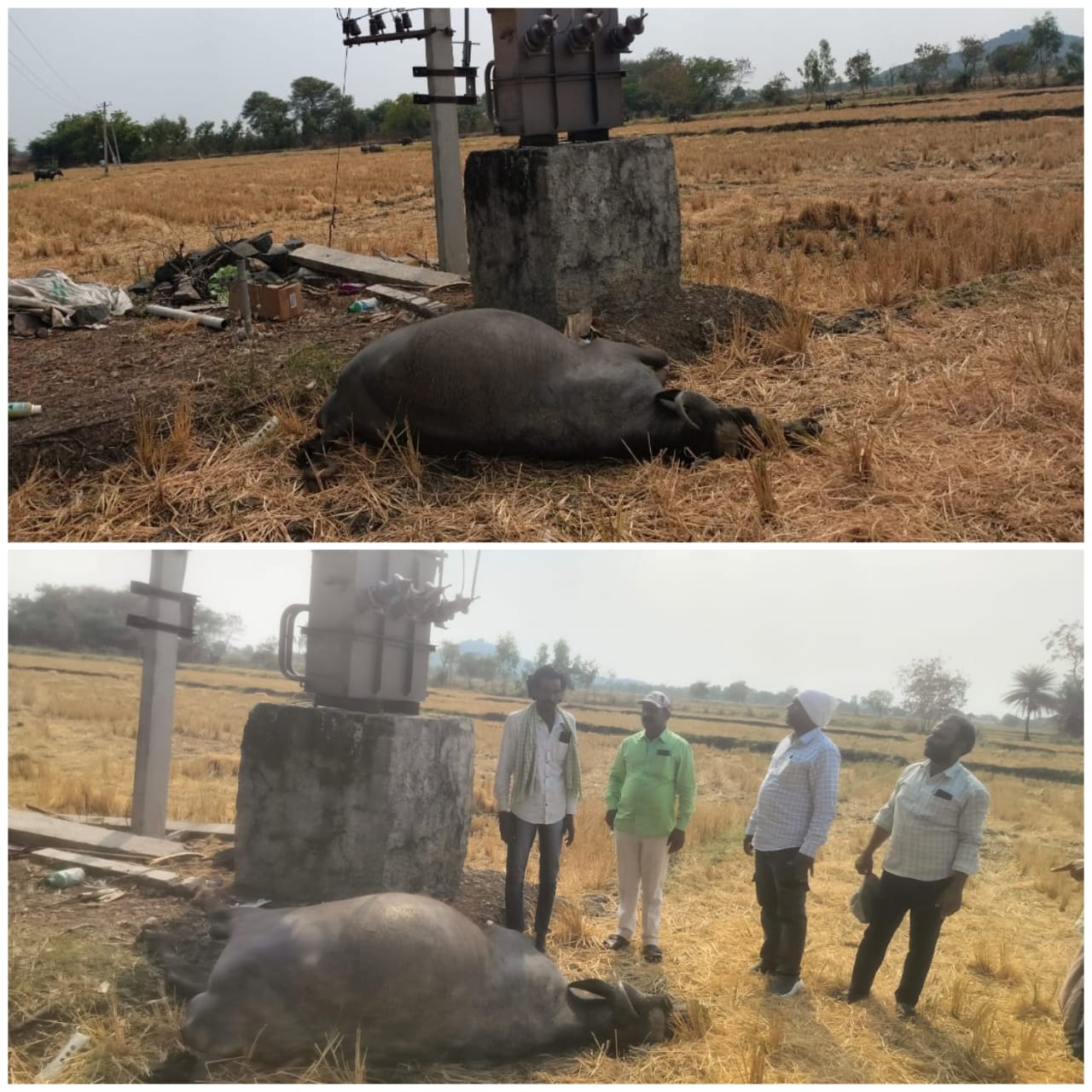 విద్యుత్ షాక్ తో పాడి గేదె మృతి