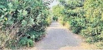 రోడ్డు ను కమ్ముకపోతున్న ఇరువైపులా చెట్లు