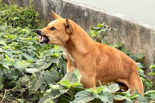 కనగర్తి గ్రామం లో బాలుడి పై పిచ్చి కుక్క దాడి