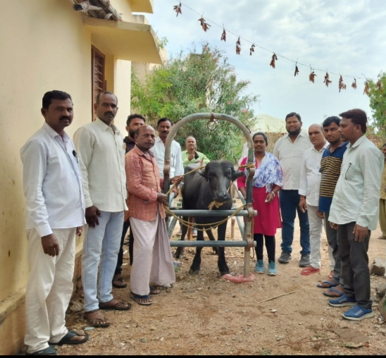 పశువుల కు గాలికుంటు వ్యాధి నివారణ టీకాలు.
