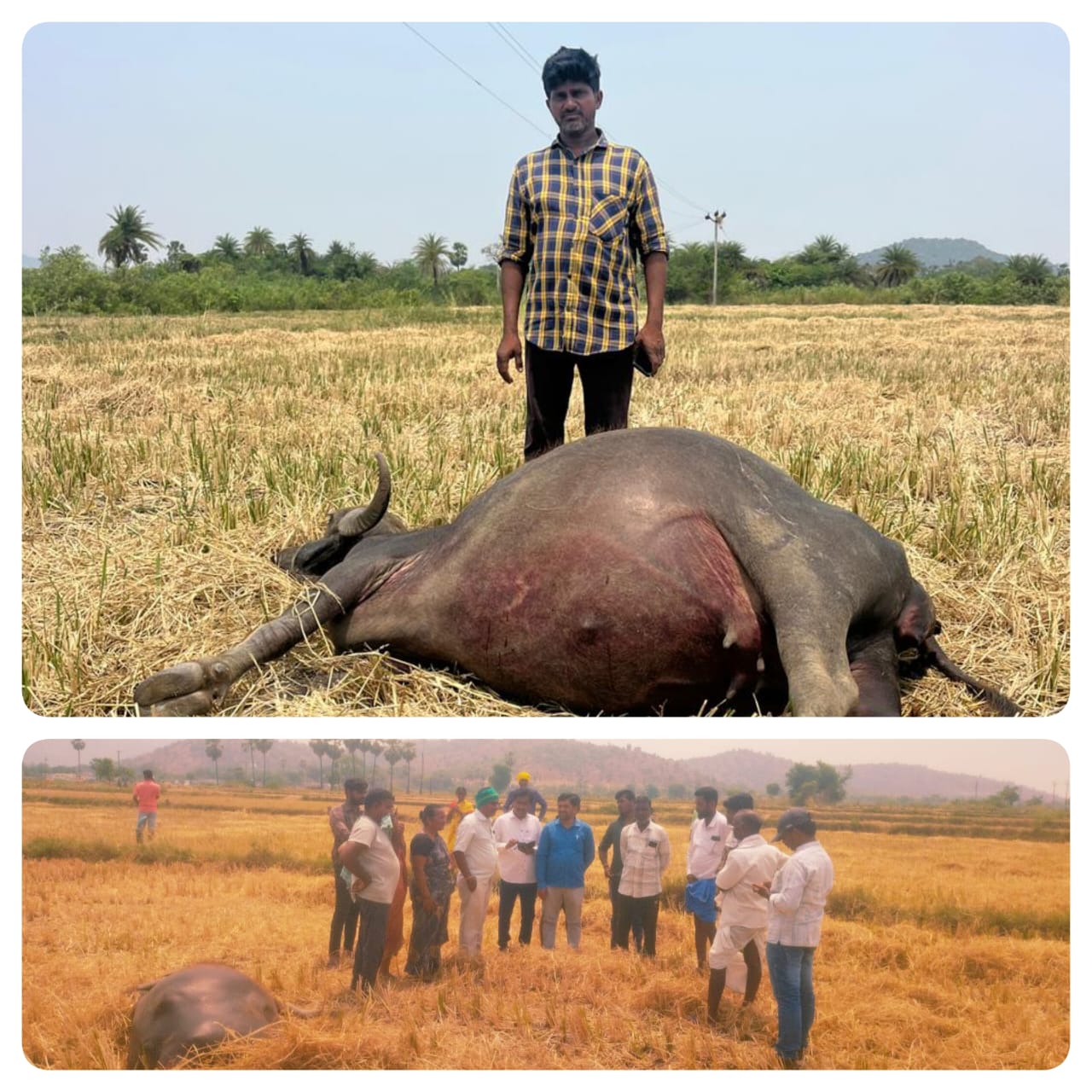 విద్యుత్ తీగలు తగిలి గేదెల మృతి