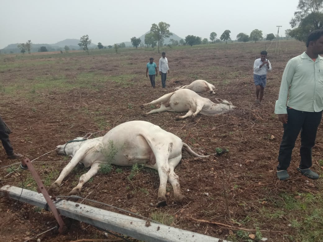 విద్యుత్ తీగలు తగిలి పశువులు మృతి