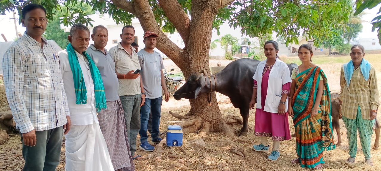 పశువుల కు గాలికుంటు నివారణ టీకాలు