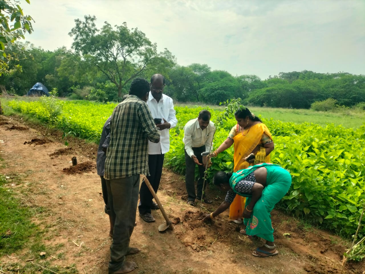 సహజ సిద్ధమైన మల్బరీ మొక్కలు ప్రకృతిని కాపాడుతాయి..