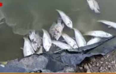 ఆందోల్ పెద్ద చెరువులో చేపల మృతి