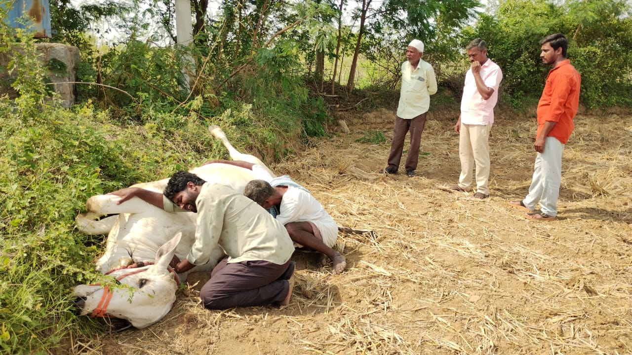 విద్యుత్ ఘాతంతో ఎద్దు మృతి