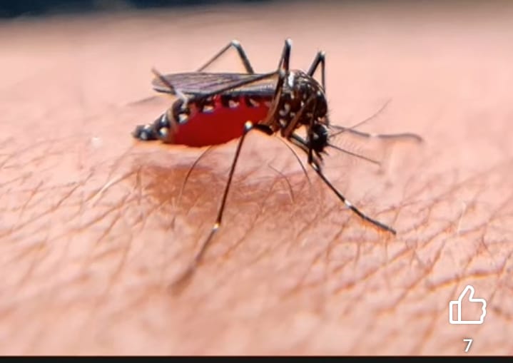 విజృంభిస్తున్న దోమలు ప్రబలుతున్న వ్యాధులు