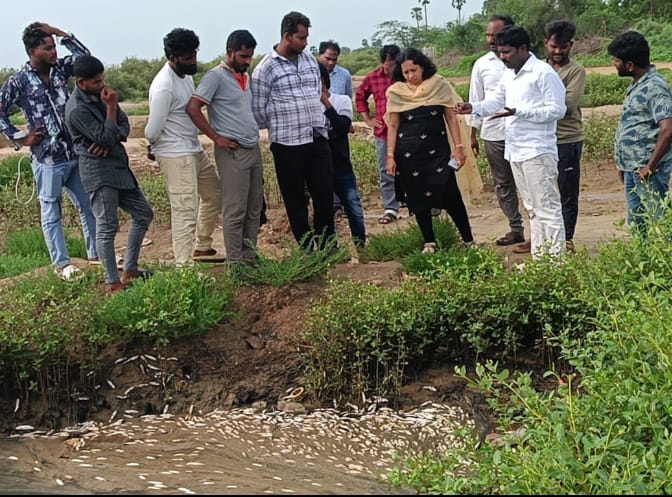 పూడిమడక ఉప్పుటేరులో చేపలు మృత్యువాత
