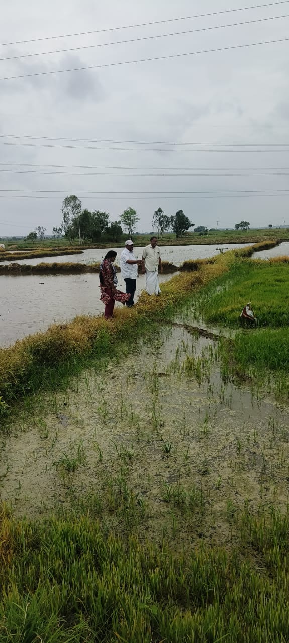 వరి పంట పొలాలను పరిశీలించిన వ్యవసాయ అధికారులు