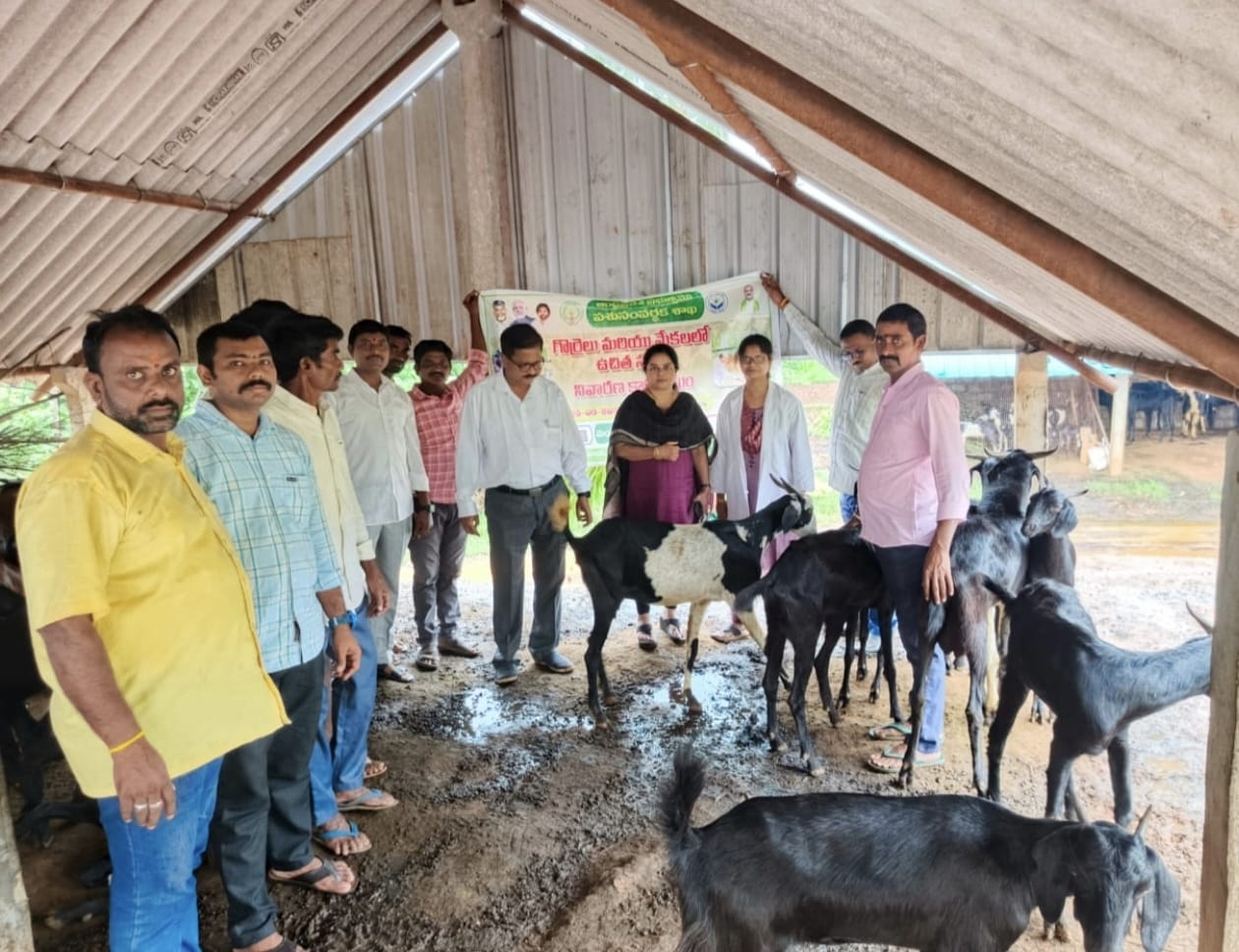 నట్టల నివారణ చేయడం ద్వారా జీవాలు ఆరోగ్యంగా చురుకుగా ఉంటాయి -డాక్టర్ రామ్ మోహన్ రావు