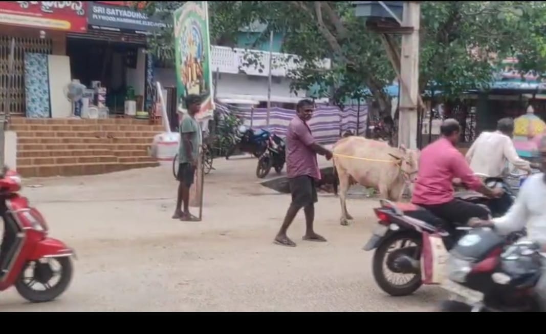 ఆవులను వేటాడుతున్న పంచాయతీ సిబ్బంది