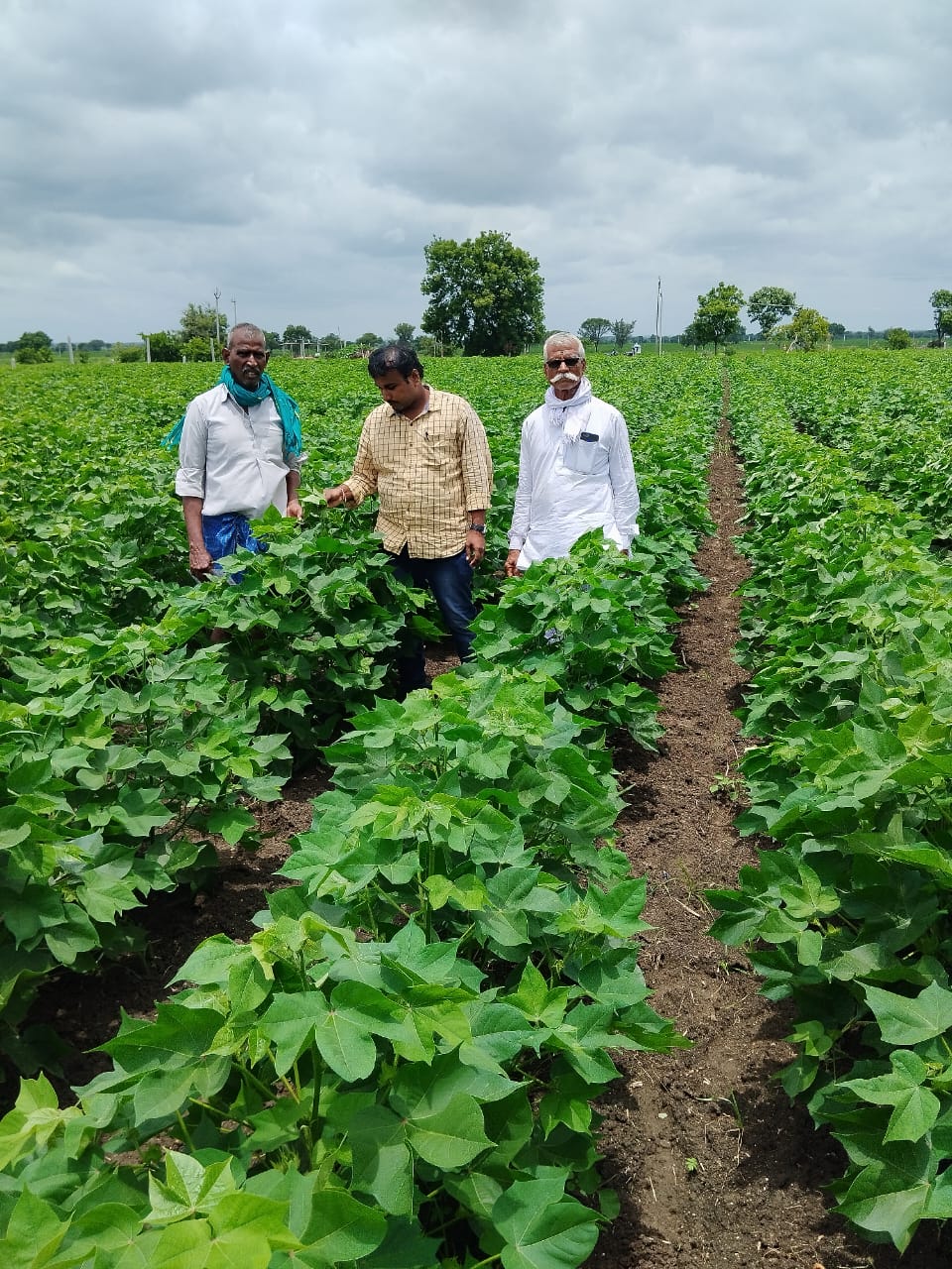 పత్తి,పెసర మరియు సోయాబీన్ పంటల పరిశీలన…