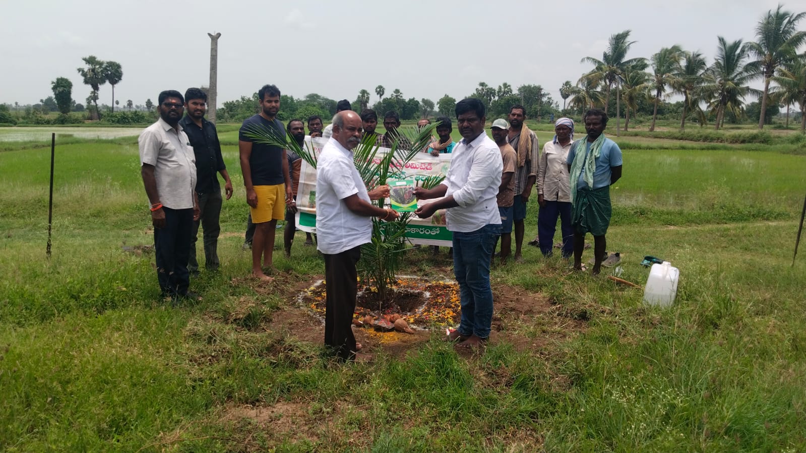 ఆయిల్ ఫామ్ సాగుతో అధిక ఆదాయం