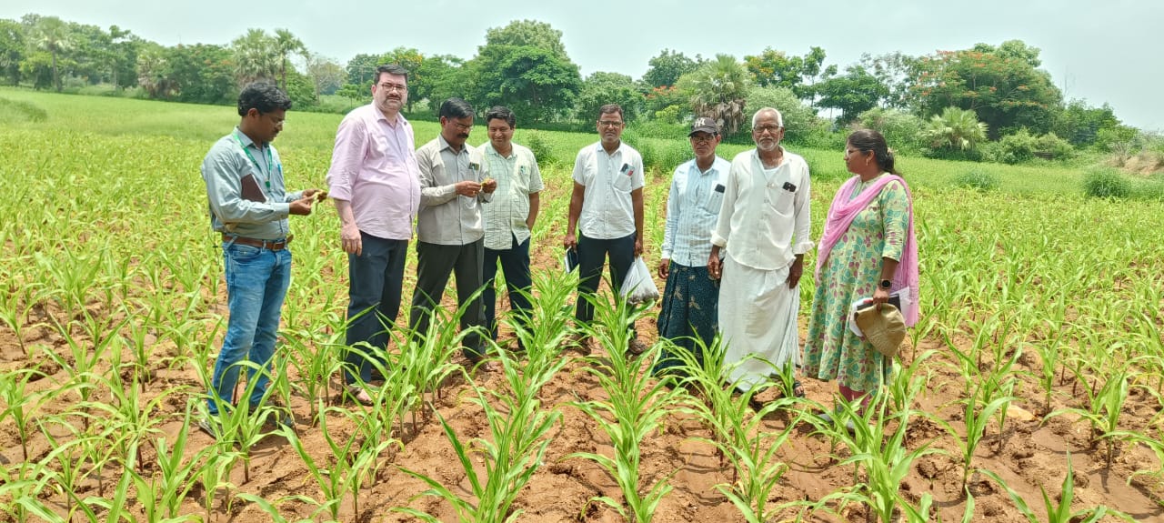 పెంచికల్ పేట్ గ్రామంలో వరంగల్ శాస్త్రవేత్తల పంట పొలాల సందర్శన.