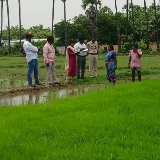 రైతు ఫిర్యాదు మేరకు రత్నవరంలో నారుమడిని పరిశీలిస్తున్న శాస్త్రవేత్తలు.