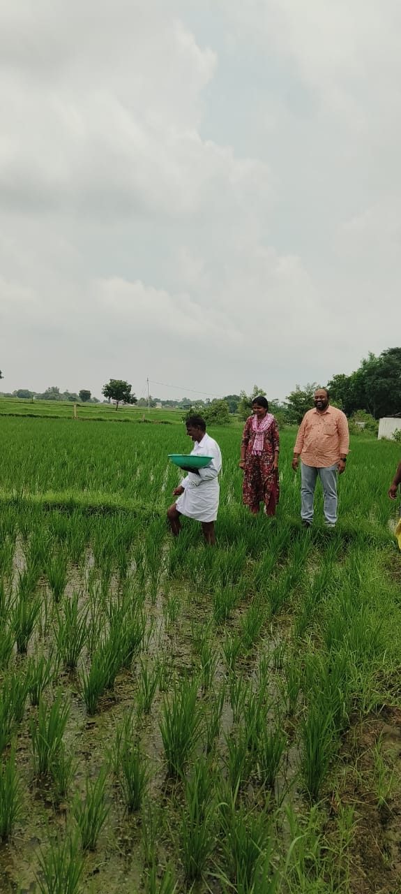 యూరియా ను విడతలవారీగా పంటకు వేయడంతో పంటకు మేలు