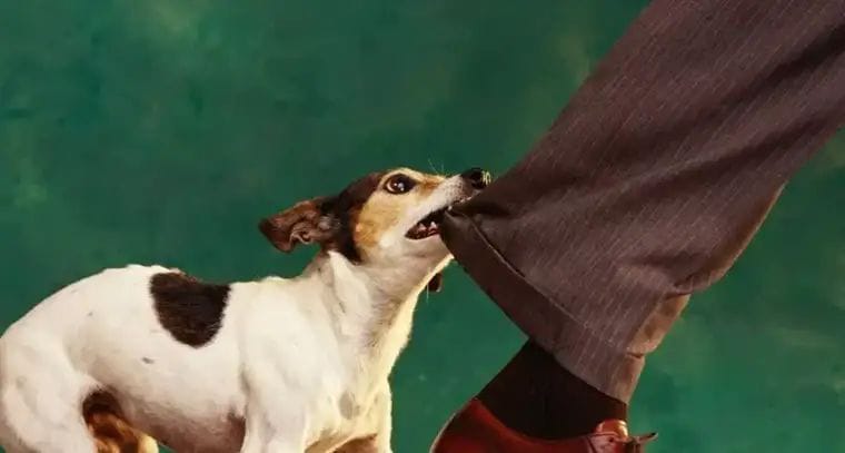 కుక్క కాటు చిన్న గాయం కాదు, ప్రాణాలకే ముప్పు.!