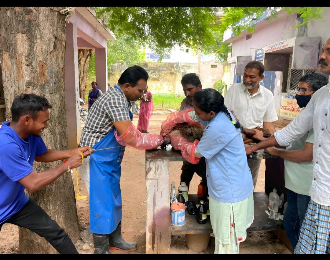 గొర్రె ప్రాణాలు కాపాడిన పశు వైద్యాధికారి డాక్టర్ పెంటయ్య