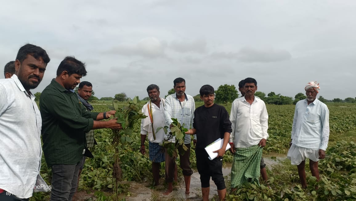 సోయాబీన్ నీటి మునిగిన పంటలను పరిశీలించిన వ్యవసాయ అధికారి