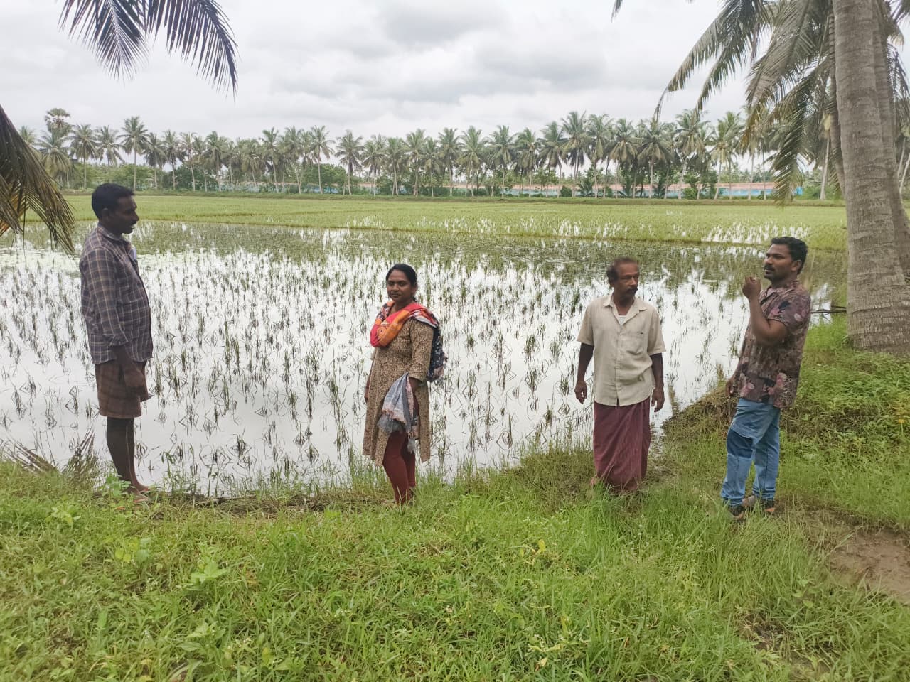 నీటి ముంపుకు వరిలో తీసుకోవలసిన మెళకువలు