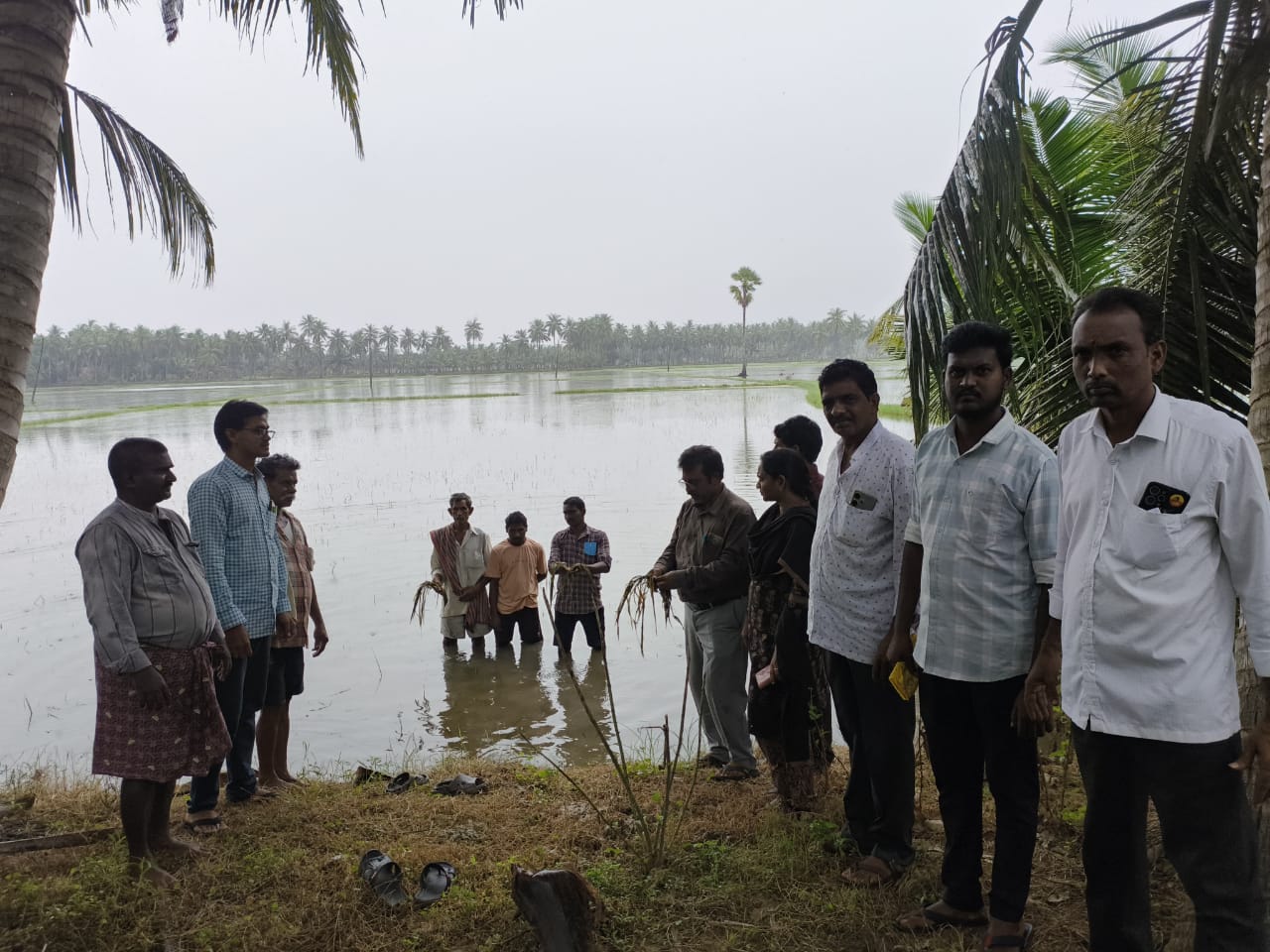 నీటి మునిగిన పంట పొలాలు పరిశీలన వ్యవసాయ అధికారి మృదుల
