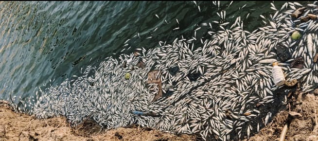 కంపెనీ వ్యర్థాల వల్ల ఉప్పుటేరులో చేపలు మృత్యువాత