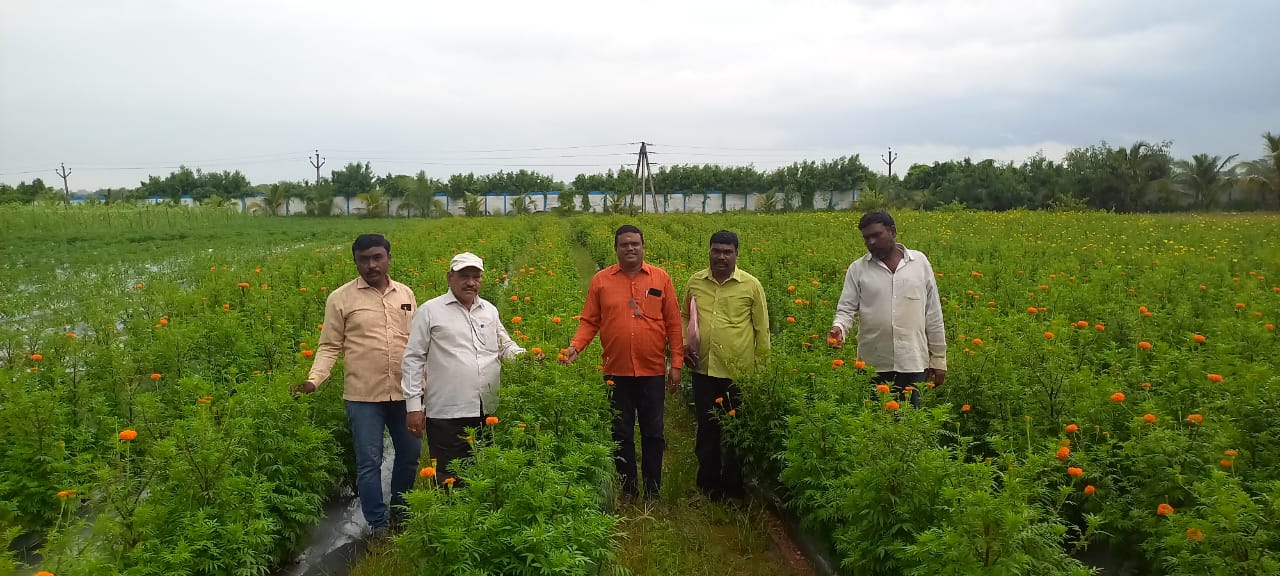 ఉద్యాన పంటల సాగుచేసే రైతులకు రాయితిలు
