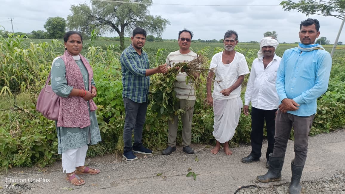 నీటి మునిగిన పంటలను పరిశీలించిన మండల వ్యవసాయ అధికారి…