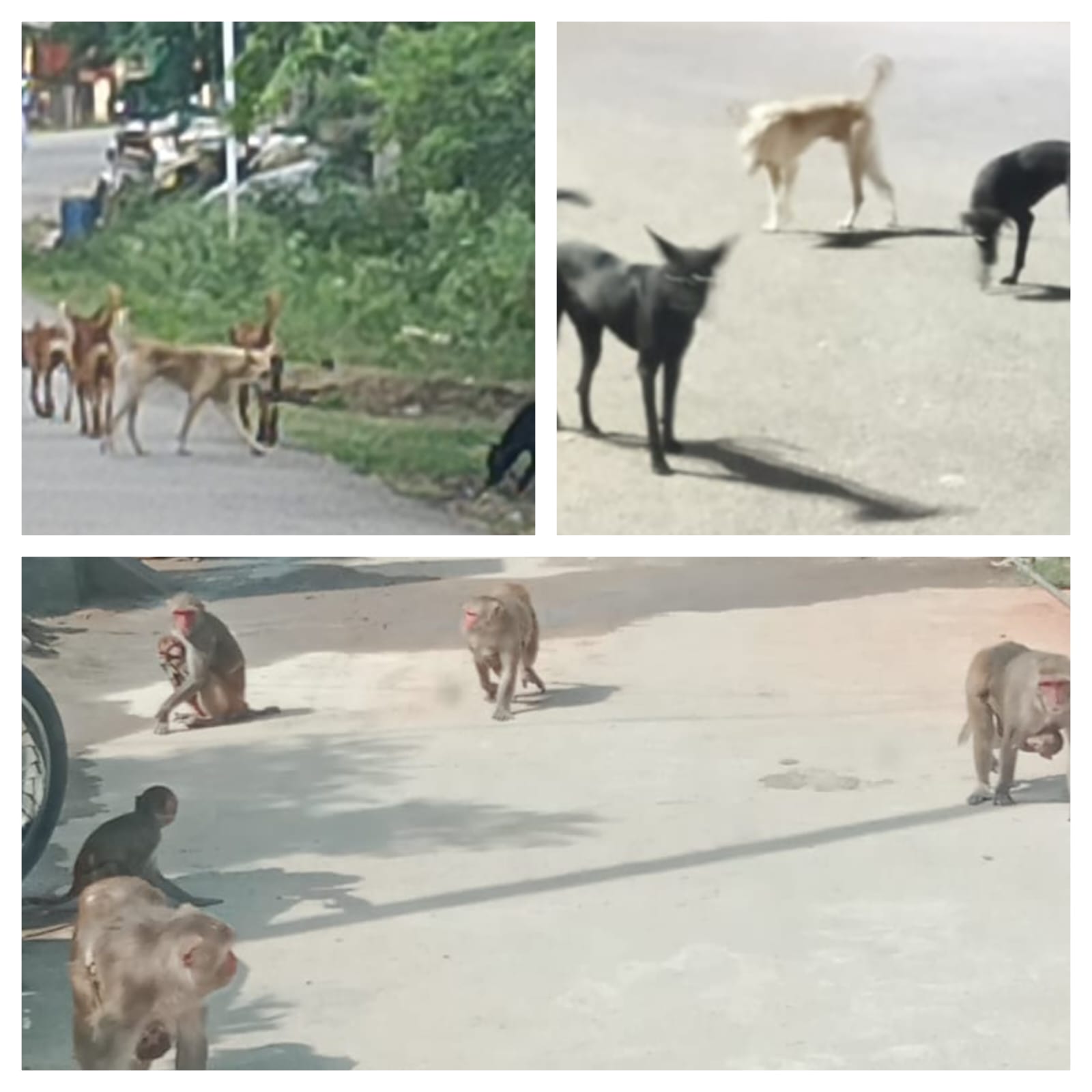 ప్రపంచ పర్యాటక క్షేత్రంలో కోతులు, కుక్కల హల్చల్