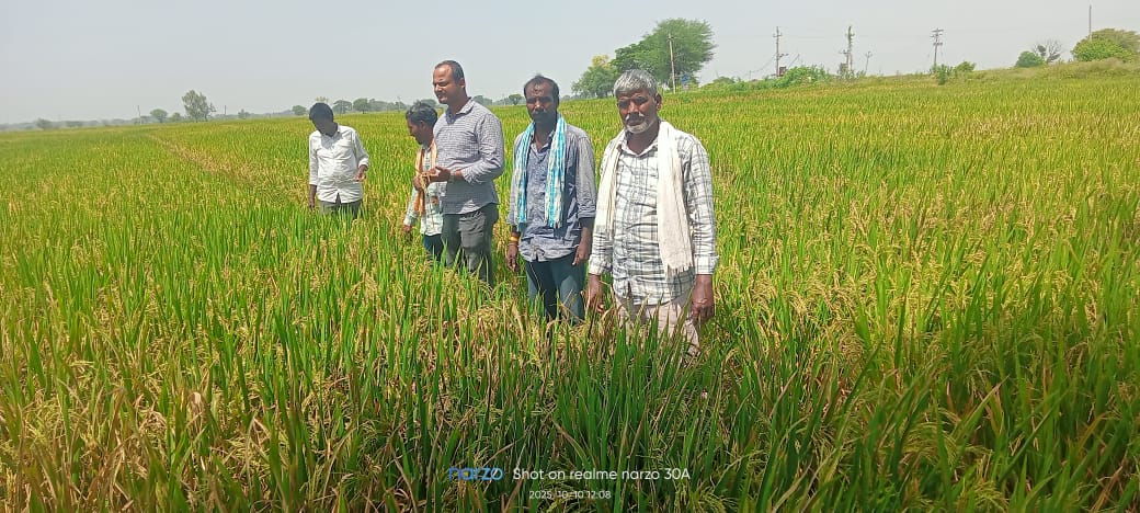 వరి పంట పరిశీలించిన మండల వ్యవసాయ అధికారి అమర్ ప్రసాద్….