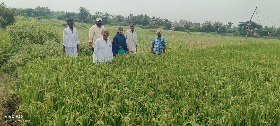 వరి పంట పొలాలను పరిశీలించిన వ్యవసాయ అధికారి రాజశేఖర్