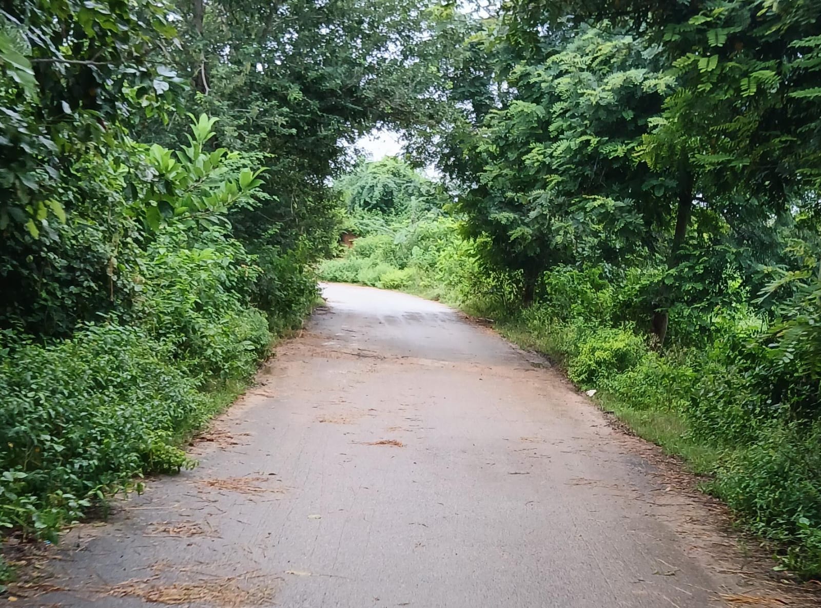 రోడ్లను కమ్మేసిన పిచ్చి మొక్కలు