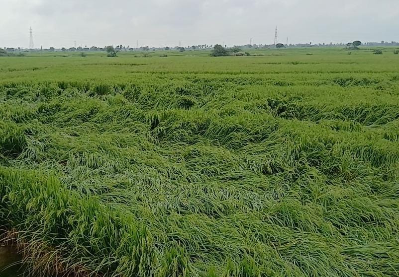 వర్షం ధాటికి నేలకొరిగిన వరి పైరు..