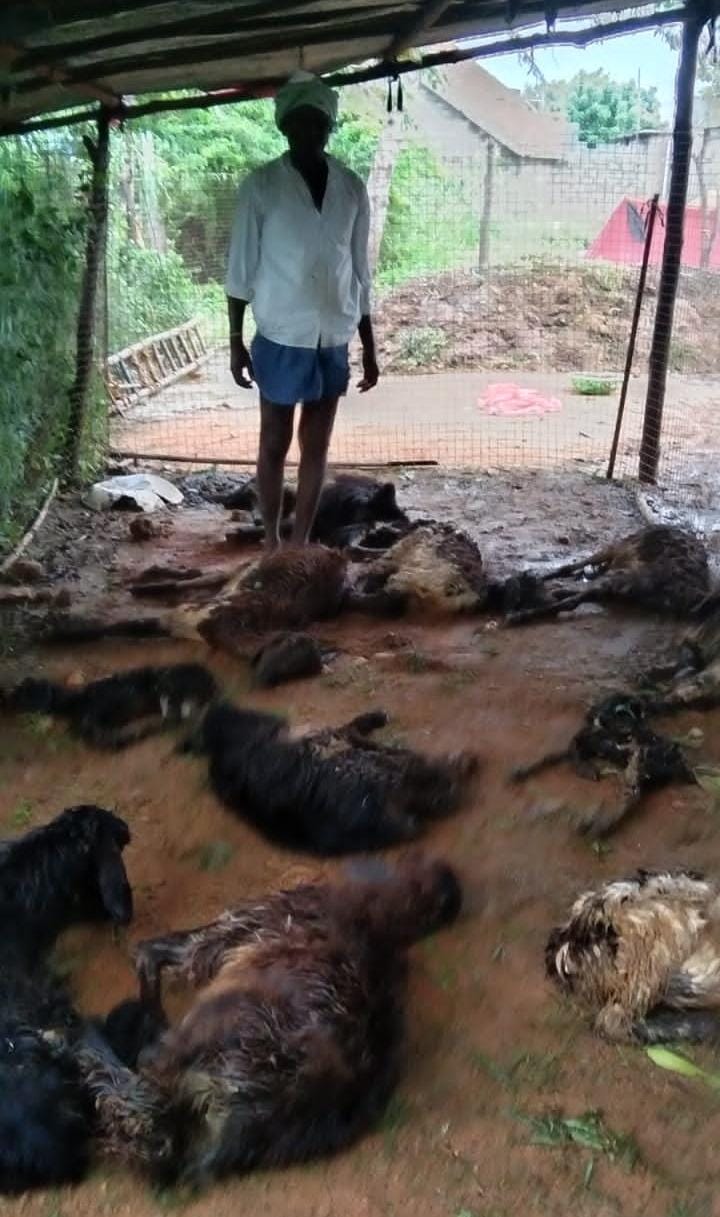 బారీ వర్షానికి 12 గోర్లు మృతి.