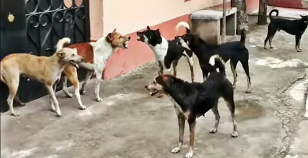 గ్రామ సింహాలతో బయందోళనలు