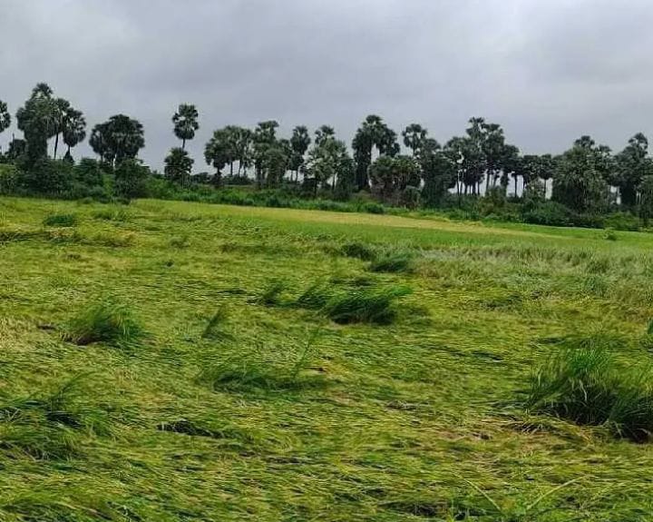 మొంథా బీభత్సం.. 665.69 హెక్టార్లలో పంటల నష్టం…