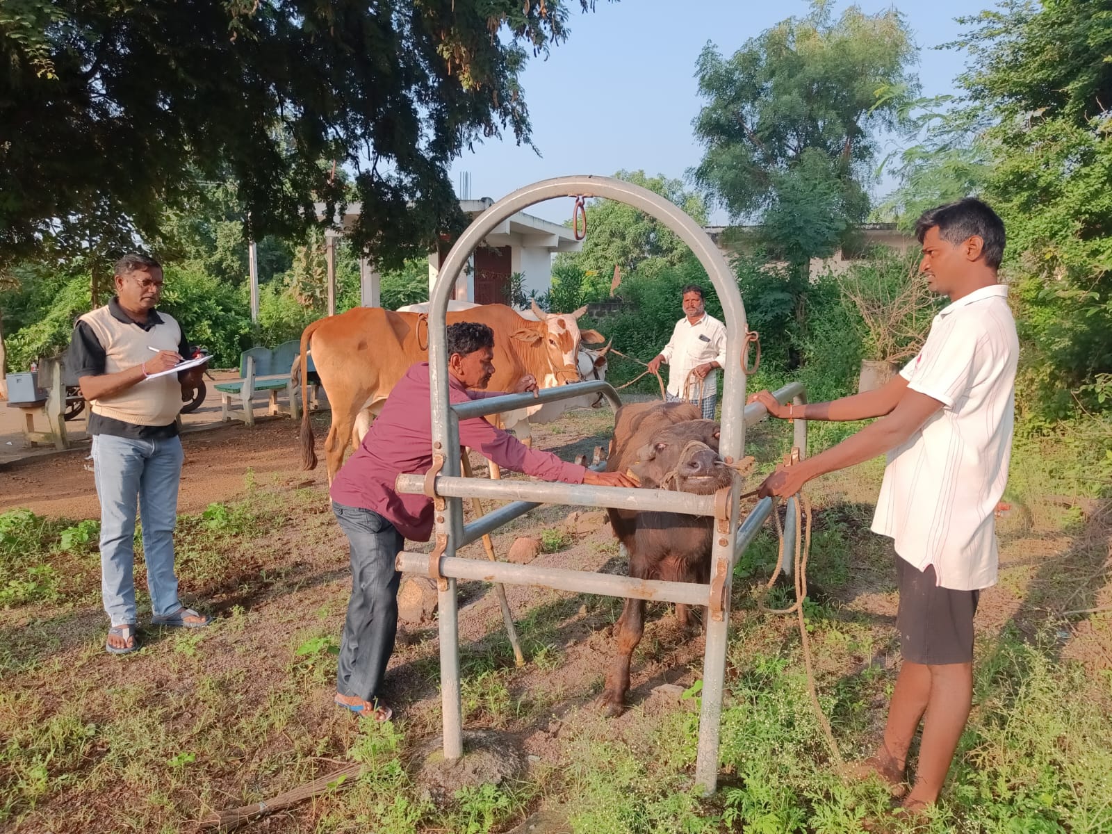 ..ప్రగతి సింగారం గ్రామంలో పశువైద్య శిభిరం